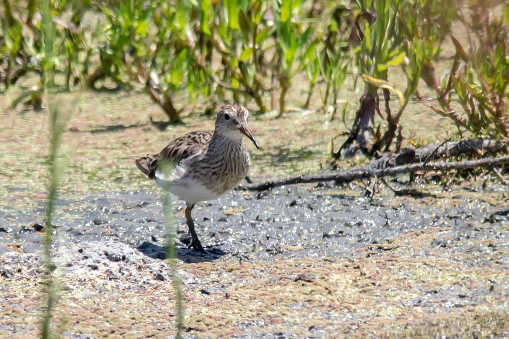 Pectoral Sandpiper