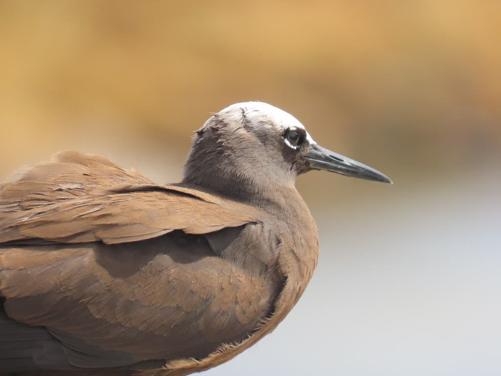 Black Noddy