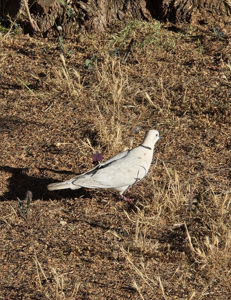 African Collared Dove