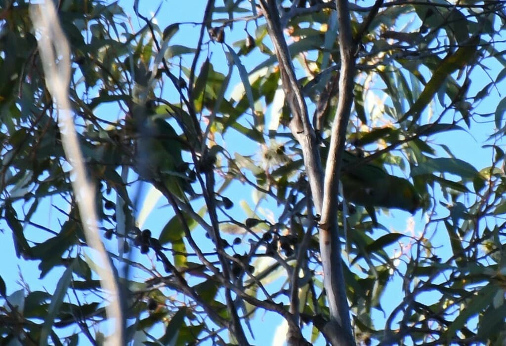 Purple-crowned Lorikeet