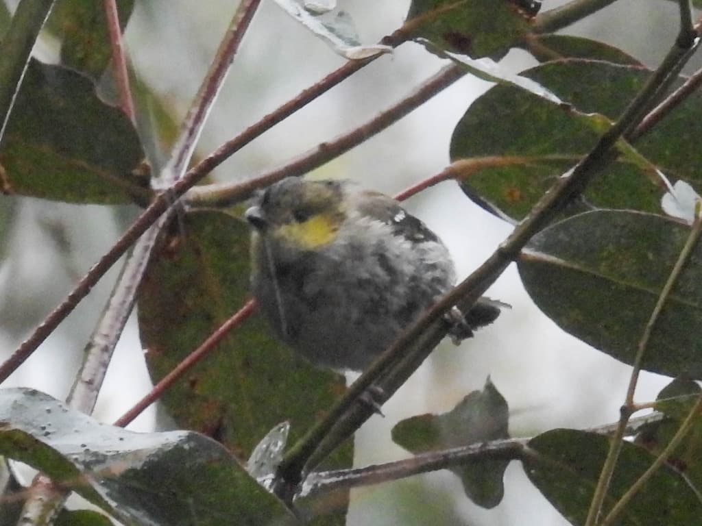 Forty-spotted Pardalote