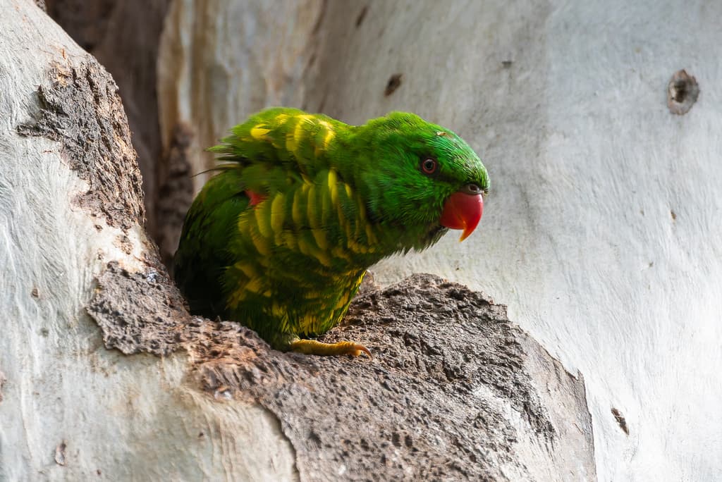 Scaly-breasted Lorikeet