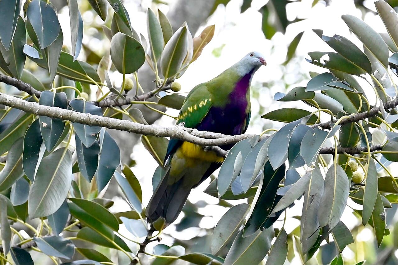 Wompoo Fruit Dove