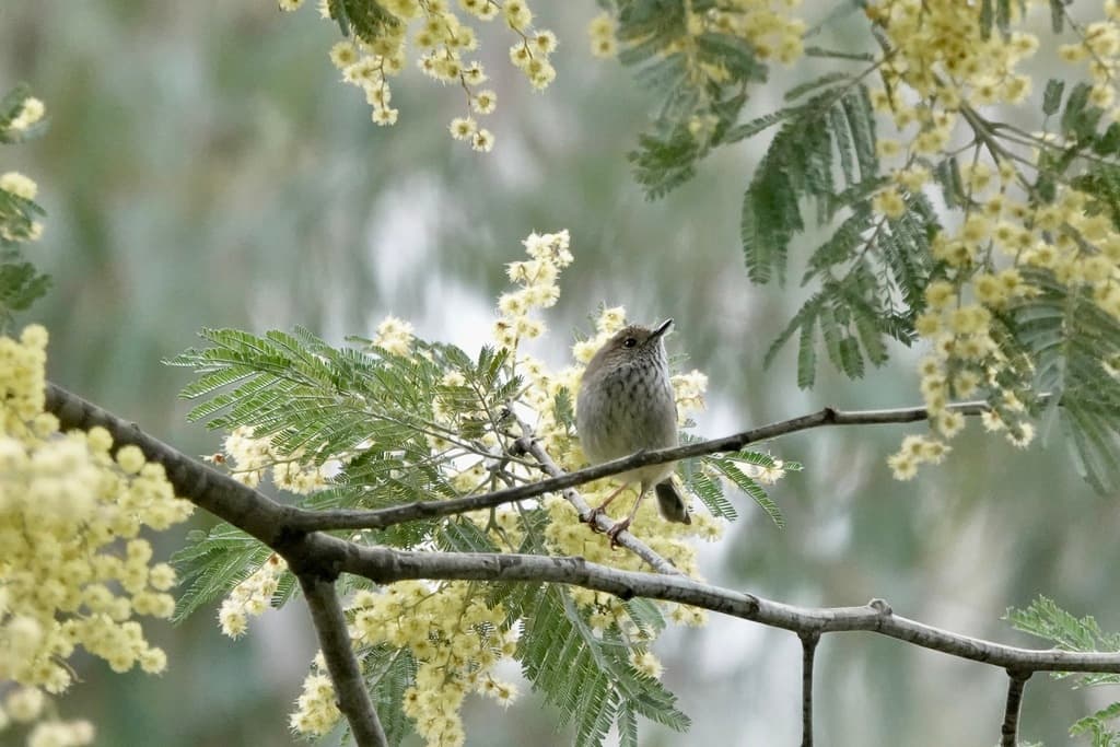 Brown Thornbill