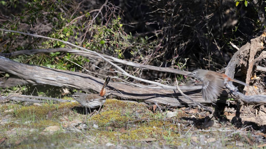 Shy Heathwren