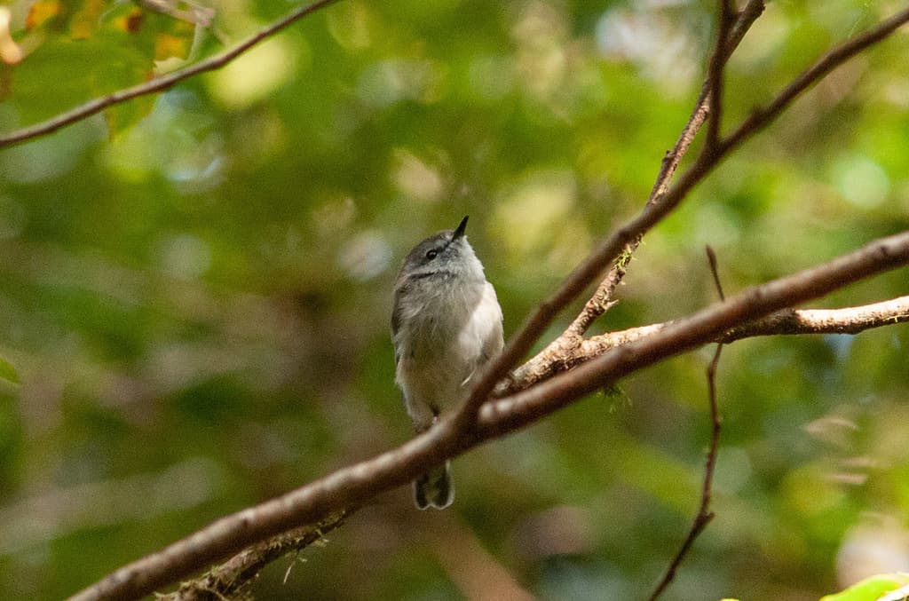 Brown Gerygone