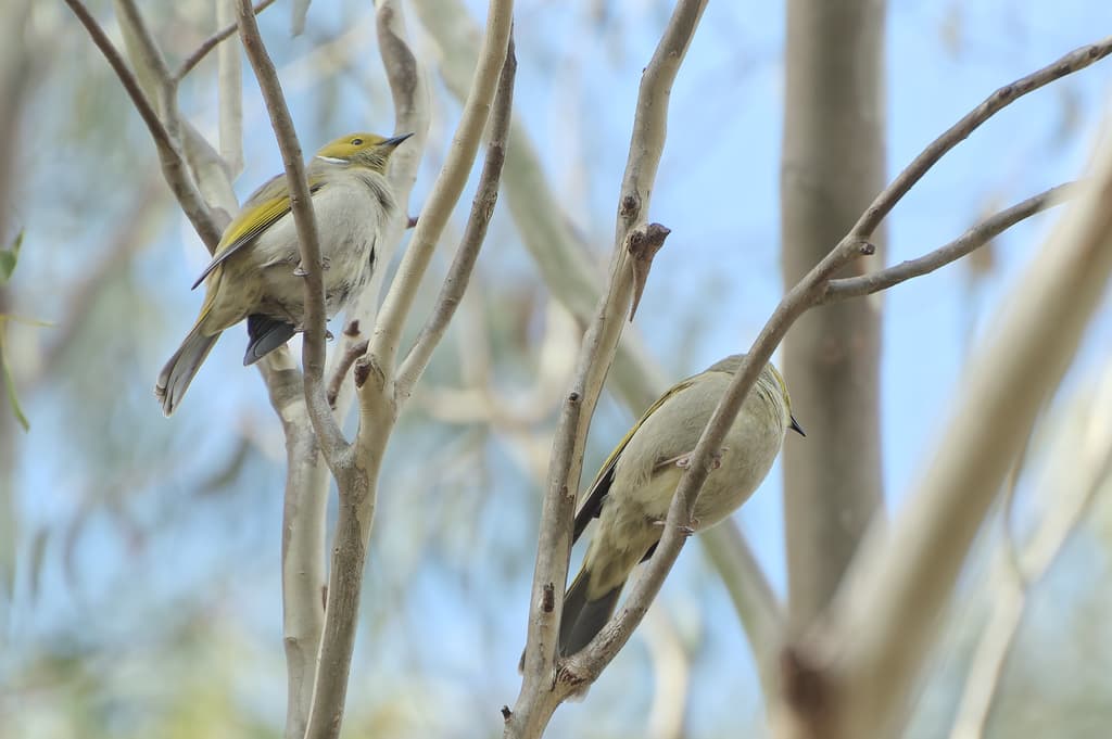 White-plumed Honeyeater