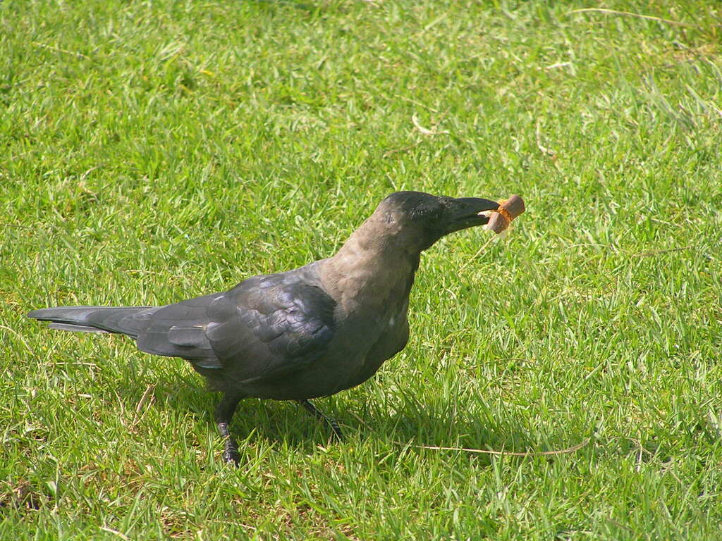 House Crow