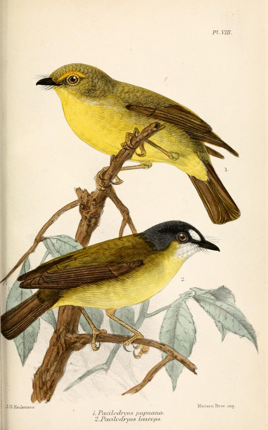 White-faced Robin