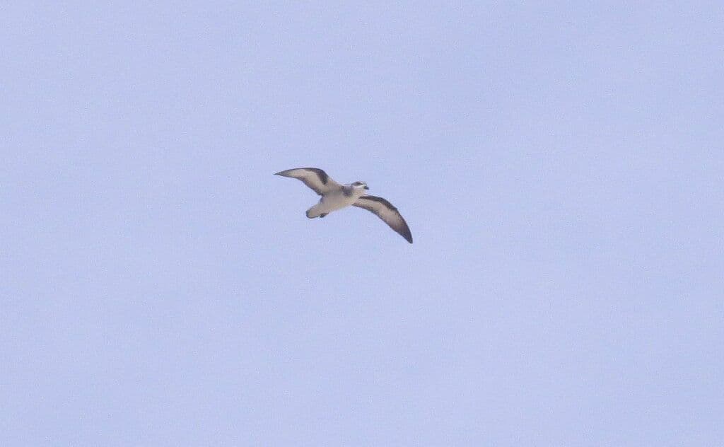 Black-winged Petrel