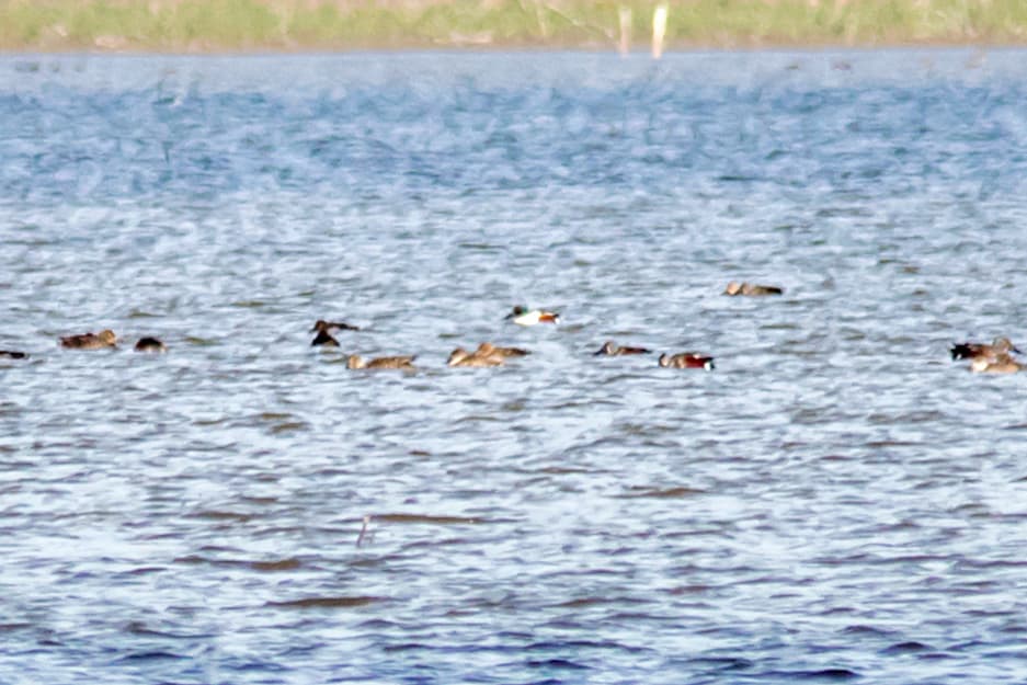 Northern Shoveler