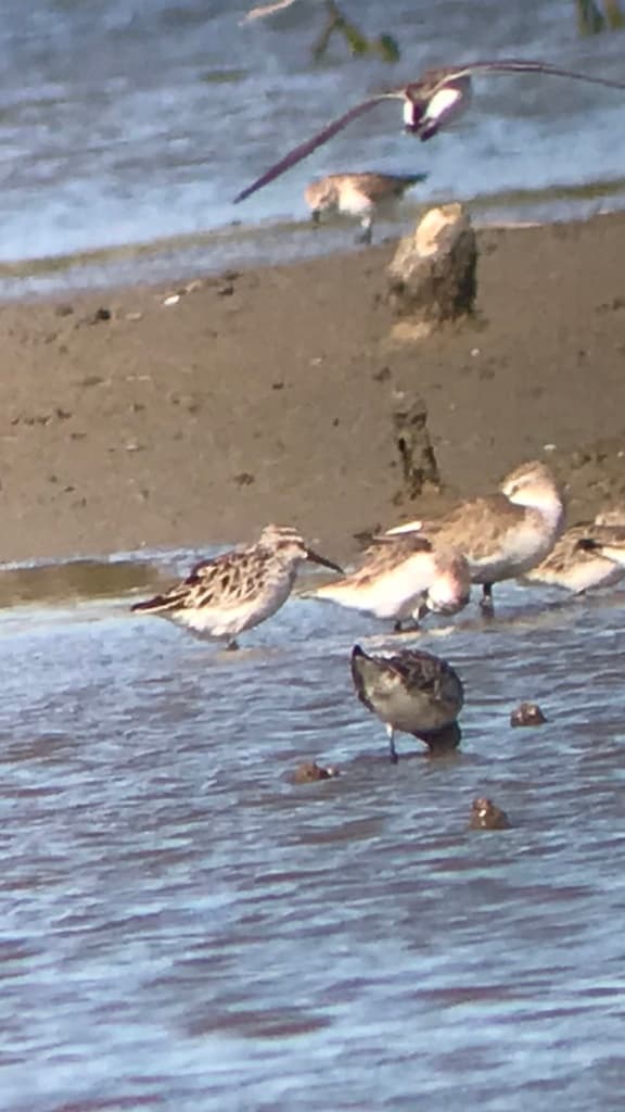 Broad-billed Sandpiper