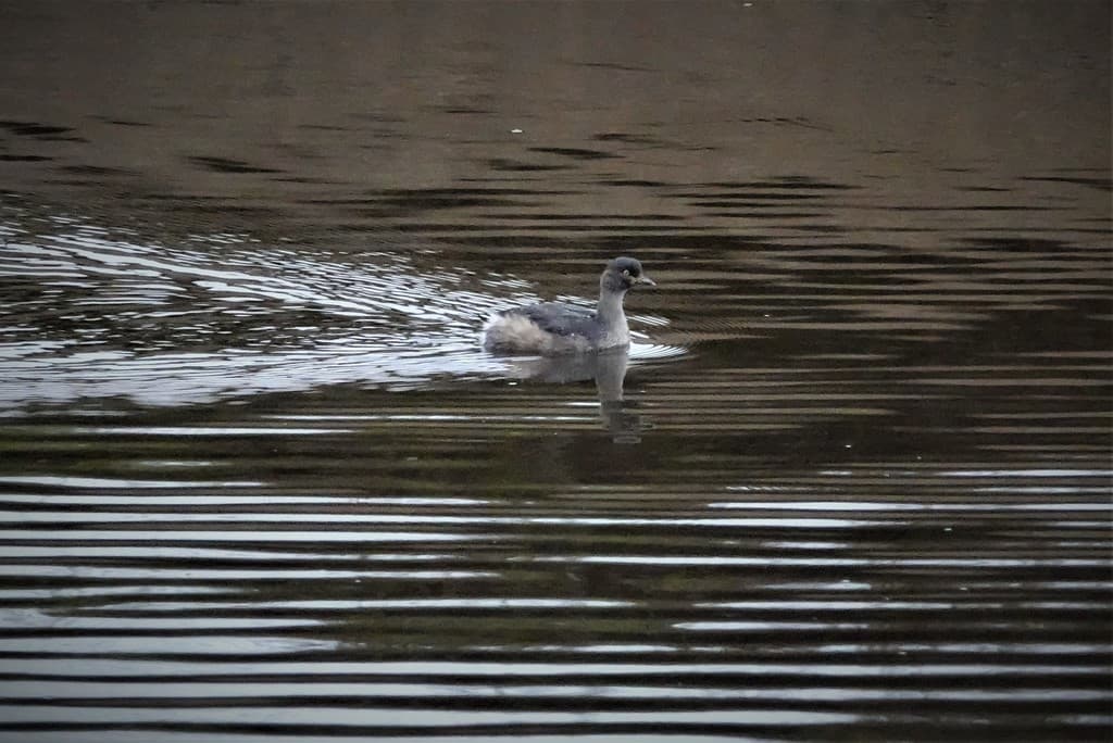 Australasian Grebe