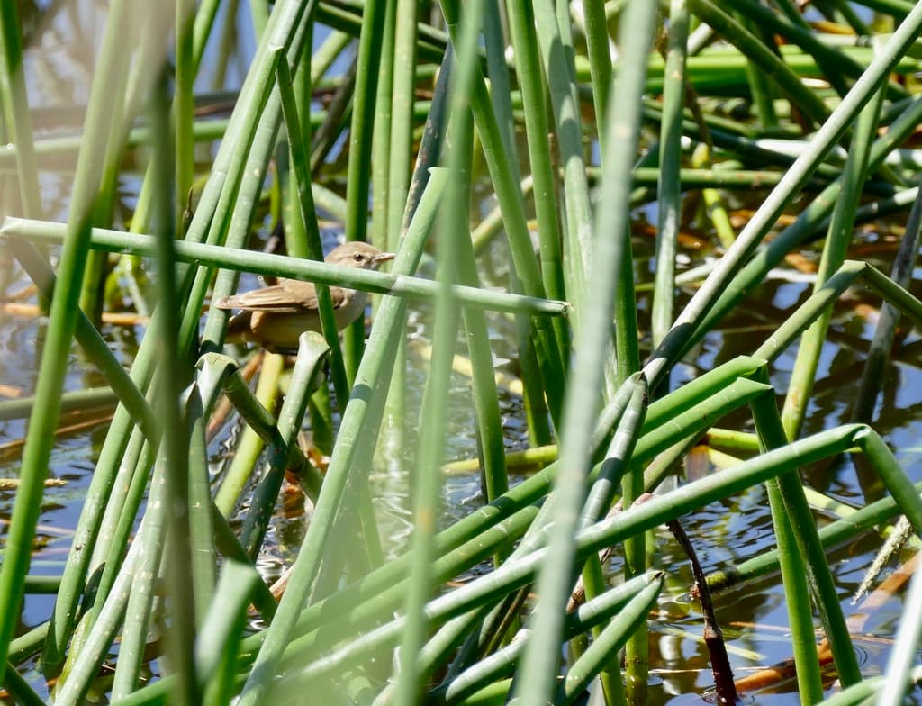 Australian Reed Warbler