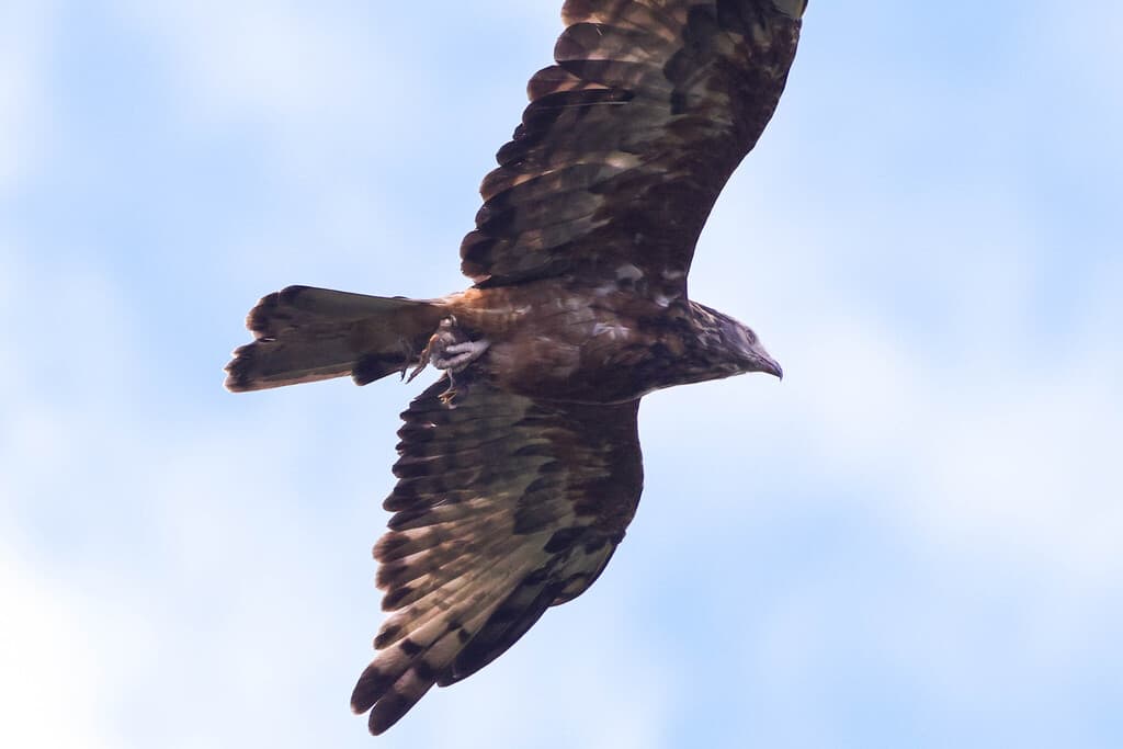 Square-tailed Kite