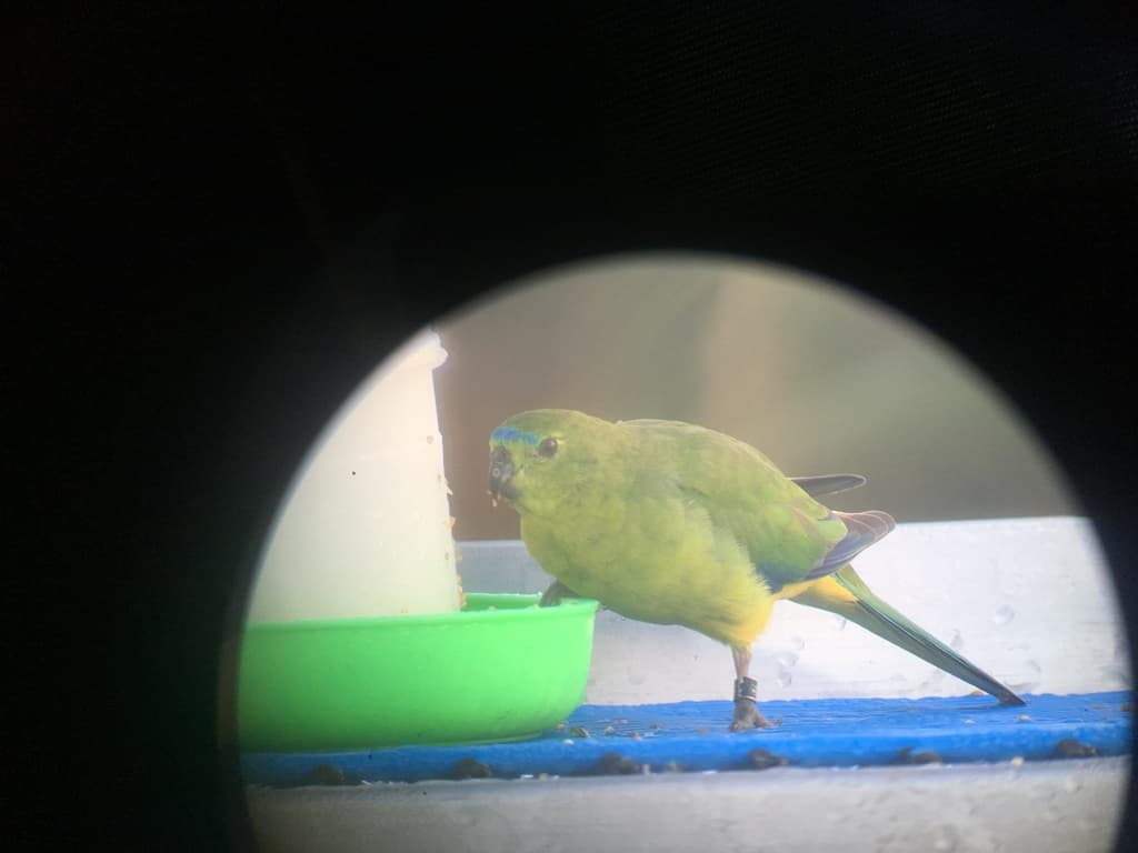 Orange-bellied Parrot