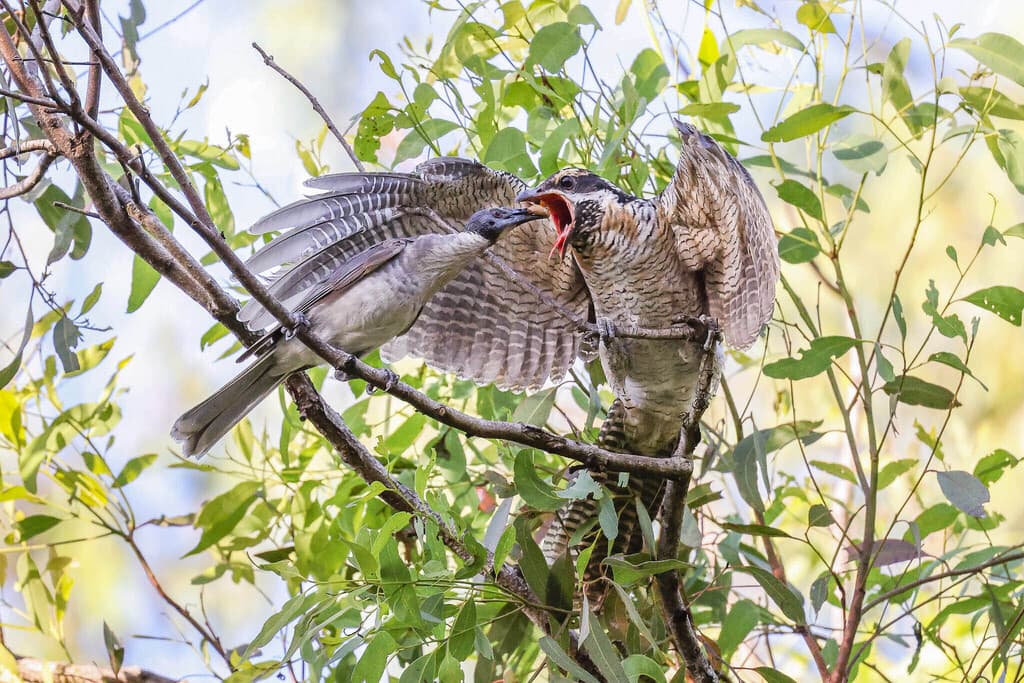 Pacific Koel