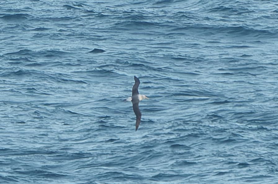 Shy Albatross