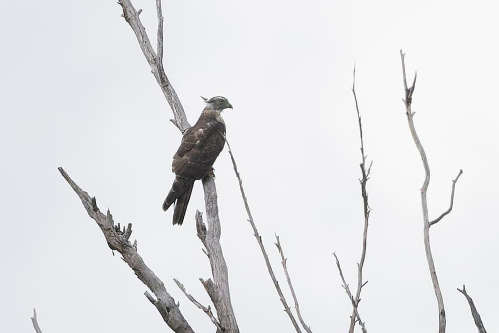 Pacific Baza
