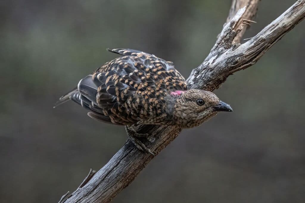Spotted Bowerbird