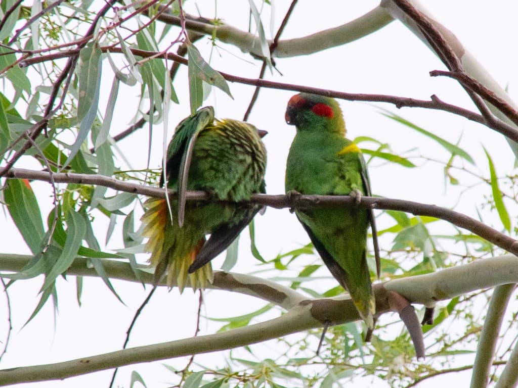 Musk Lorikeet