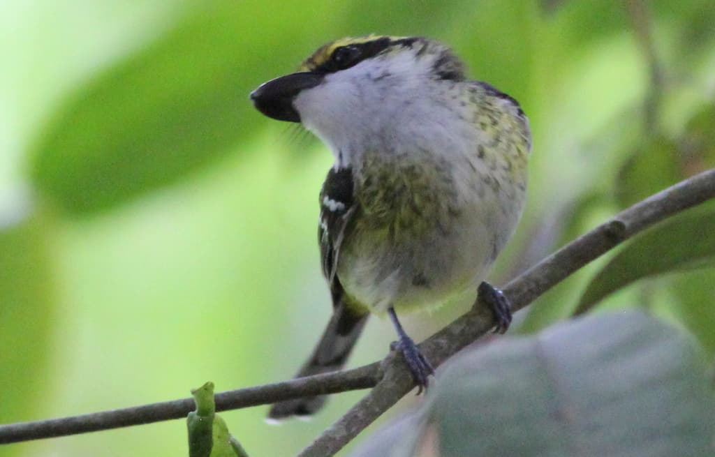 Yellow-breasted Boatbill