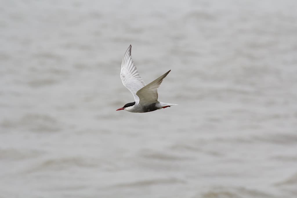 Whiskered Tern