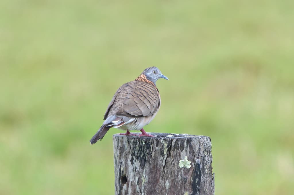Bar-shouldered Dove