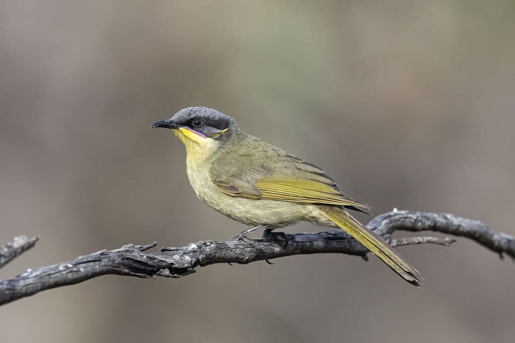 Purple-gaped Honeyeater