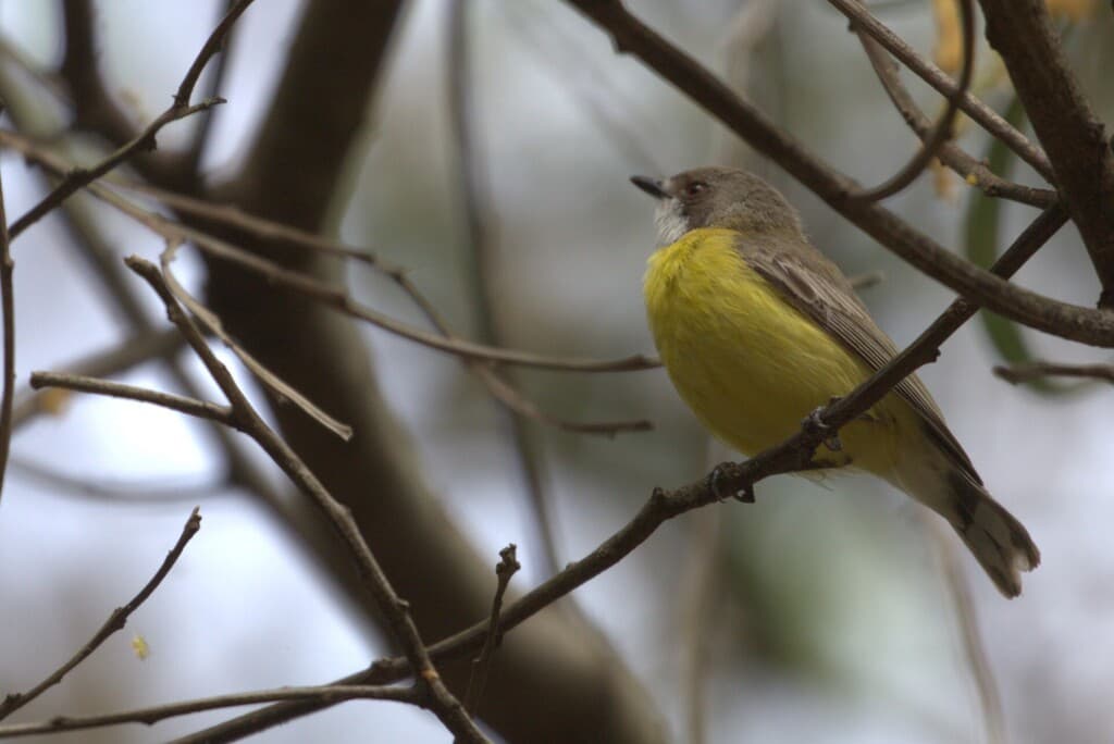 White-throated Gerygone