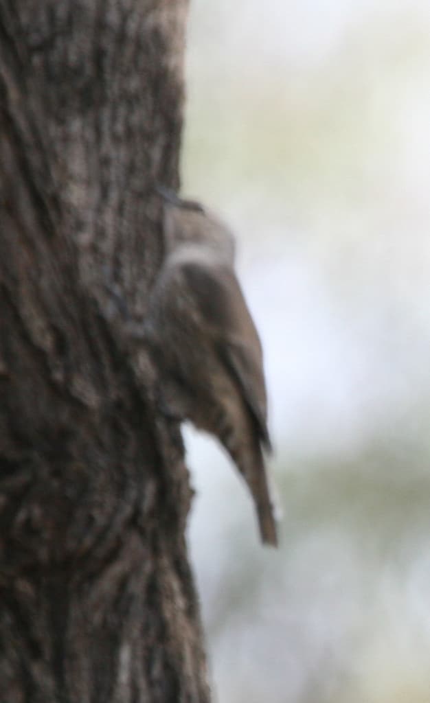 Brown Treecreeper