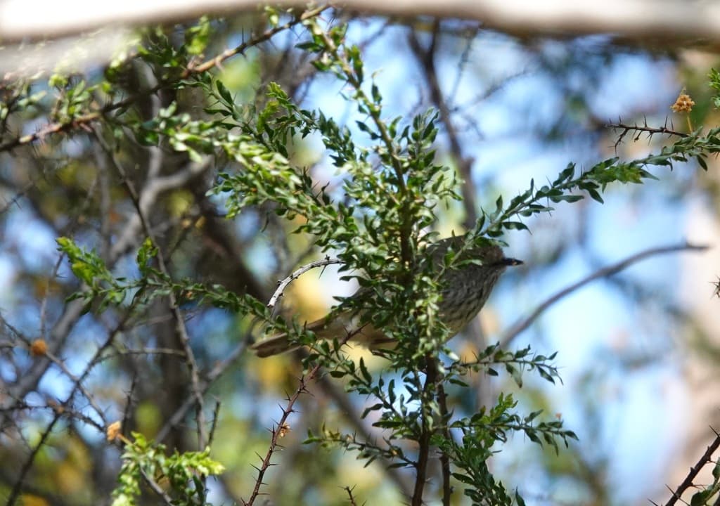Brown Thornbill