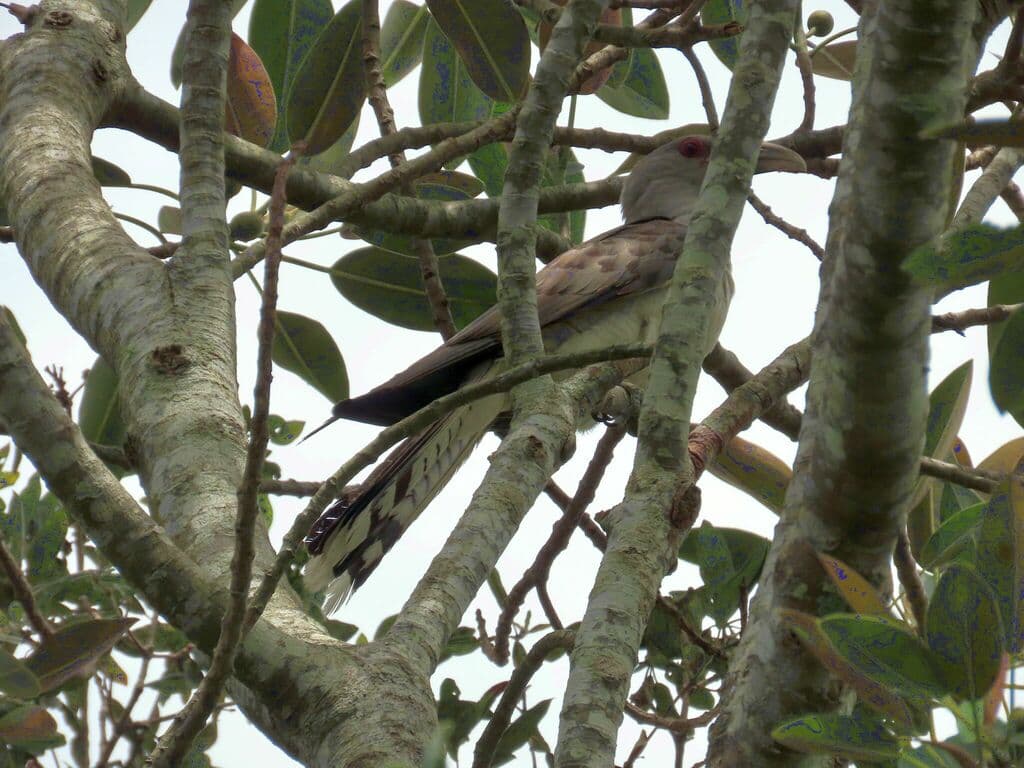 Channel-billed Cuckoo
