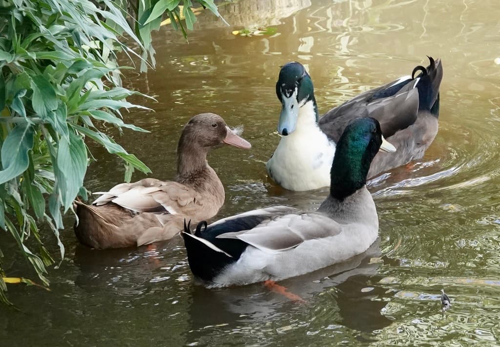 Mallard