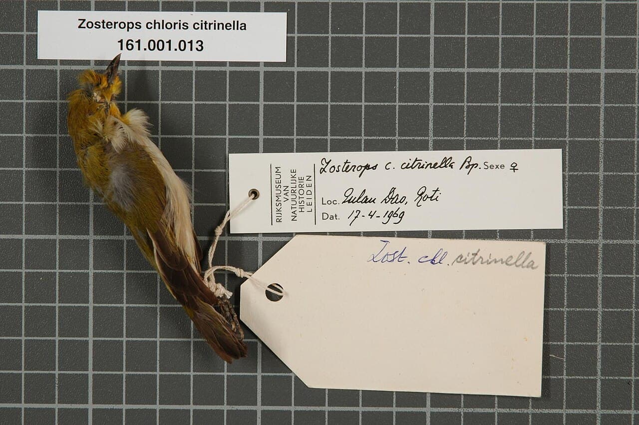 Ashy-bellied White-eye
