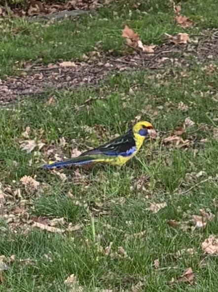 Green Rosella