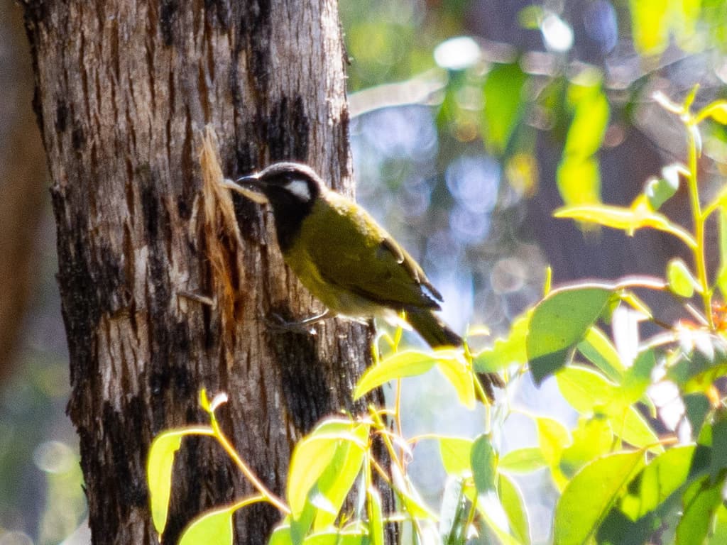 White-eared Honeyeater