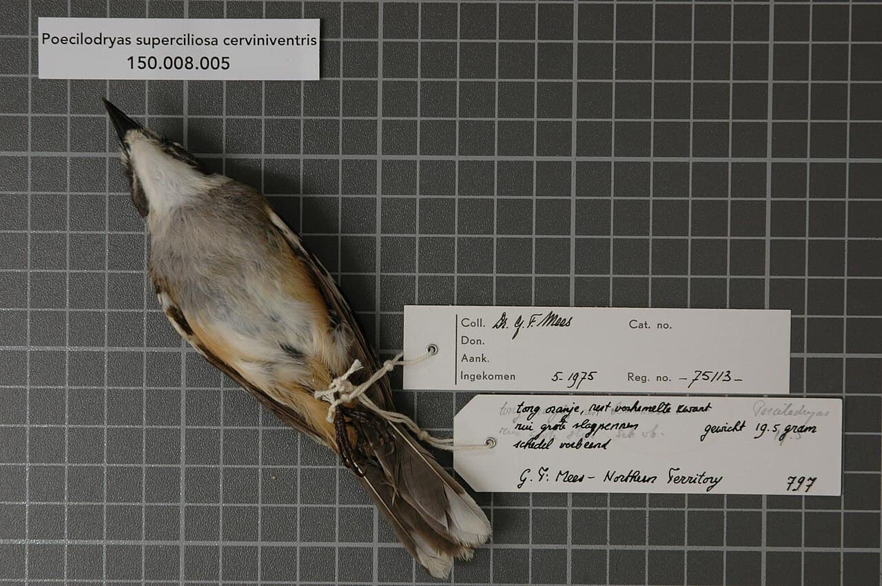 White-browed Robin