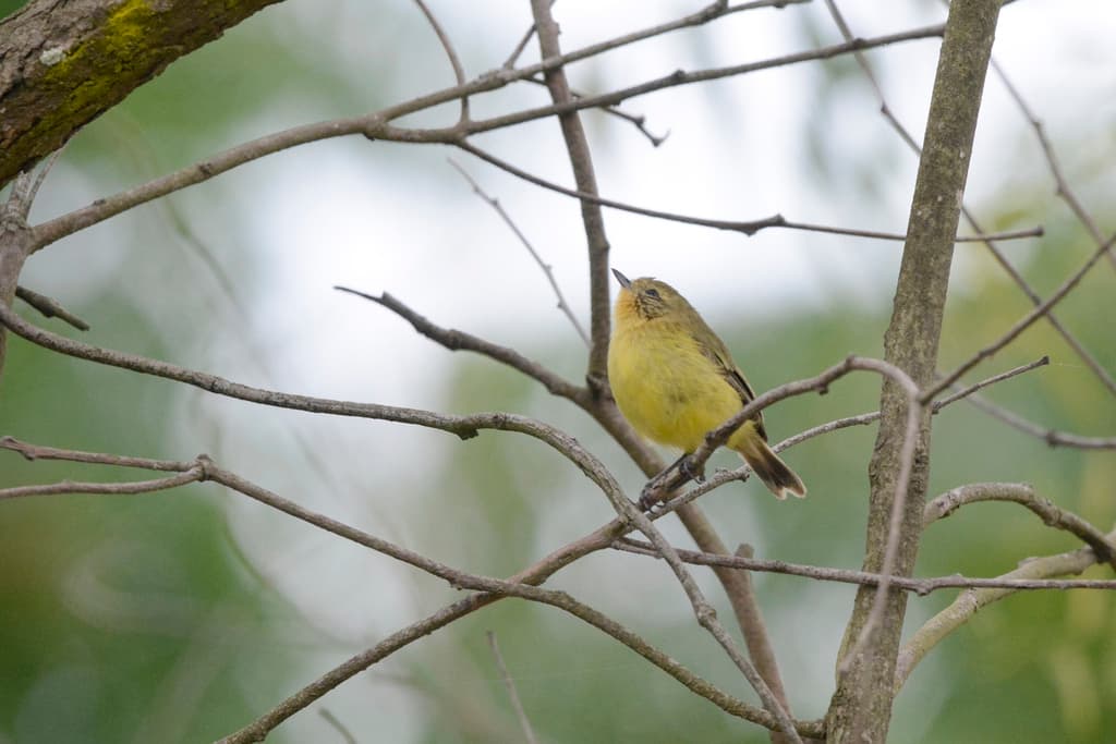 Yellow Thornbill