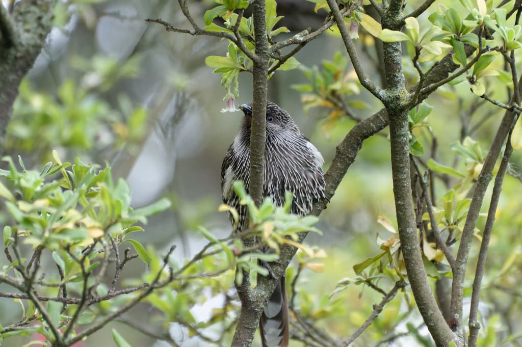 Little Wattlebird