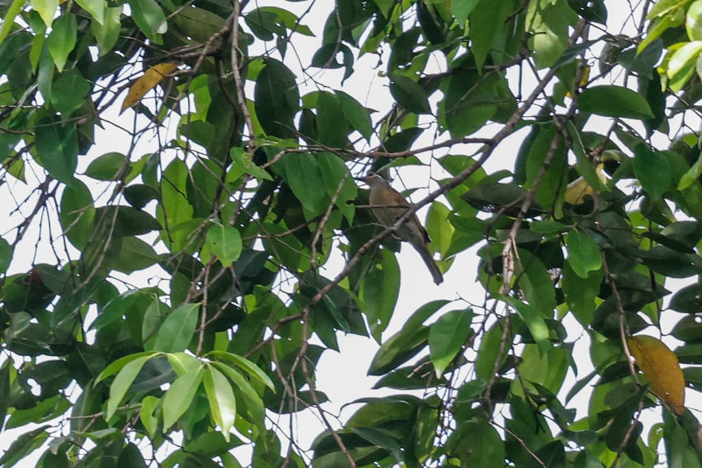 Tawny-breasted Honeyeater