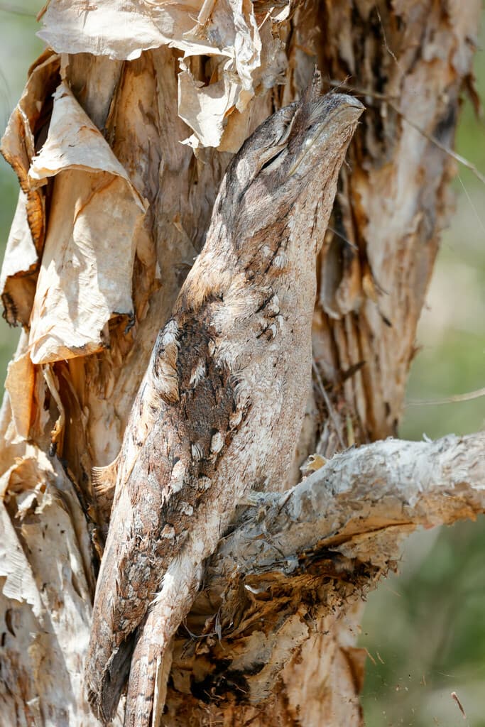 Papuan Frogmouth
