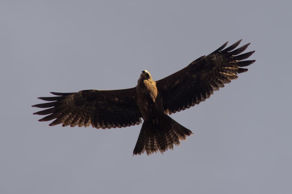 Black Kite