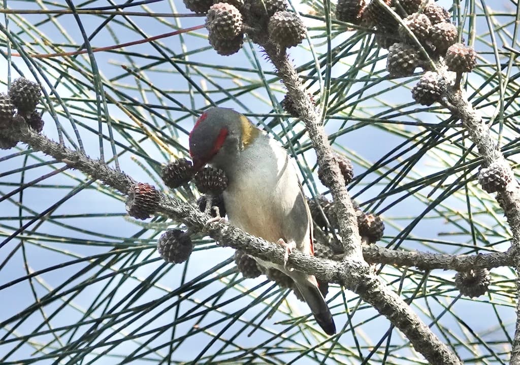 Red-browed Finch