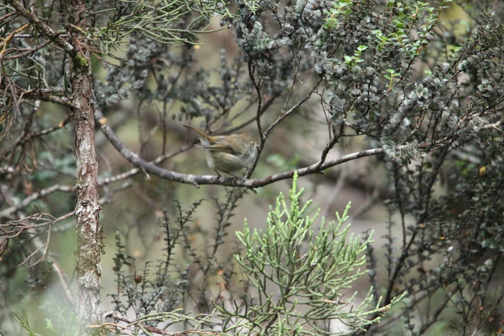 Tasmanian Thornbill
