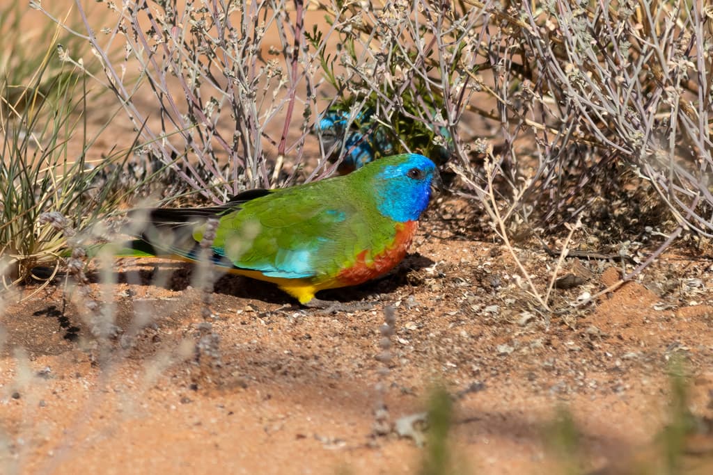 Scarlet-chested Parrot