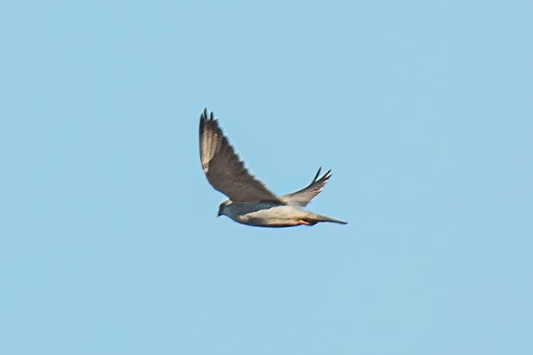Grey Falcon
