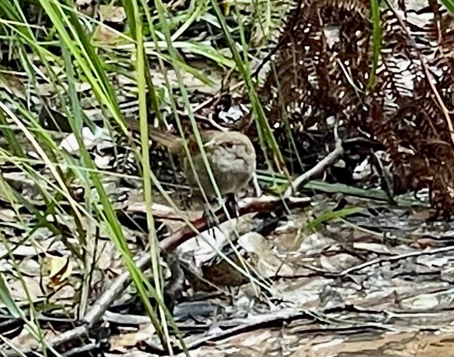 Eastern Bristlebird