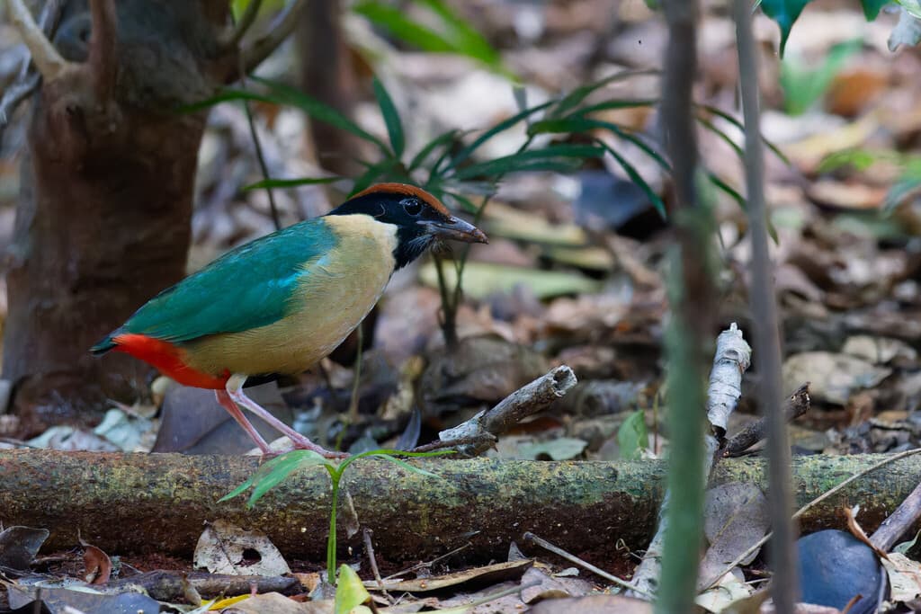 Noisy Pitta