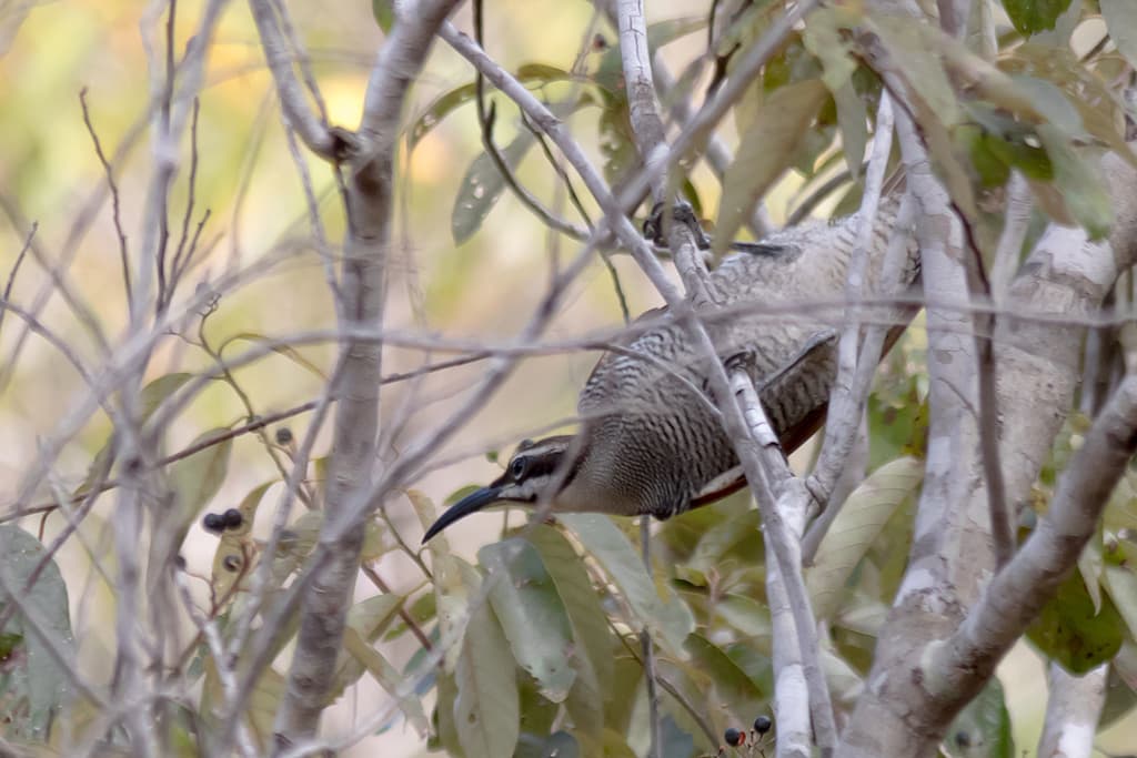 Magnificent Riflebird